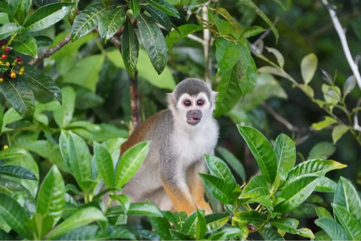 neugieriger Affe Ecuador Mindo